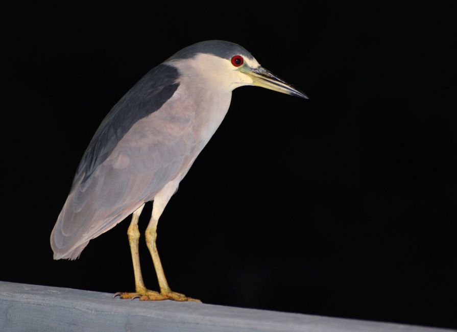 DSC_4563a.jpg - Finally, on Tuesday night when we were coming back from dinner, the Night Heron was back, parked in the same very spot on the bridge.  Fortunately, it was quite late and there was no traffic so I stopped the van in the middle of the bridge.  I took one shot thru the windshield (just in case), then slowly opened the door and took a longer exposure braced on the hood of the van.  No luck... too blurry.  So I got out the flash and shot a few more exposures which came out much better.  The Heron did not seem to be botherd by the fuss, in fact when we started moving again he stayed put until the nose of the van was almost even with him, then flew off when we were nearly close enough to touch him.