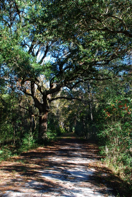 DSC_4583b.jpg - The Island's roads are mostly shaded like this.  Very peaceful, especially early in the morning before the runners, cyclists, bird watchers and tourists arrive.  I got there at sunup and had the place completely to myself for about four hours.