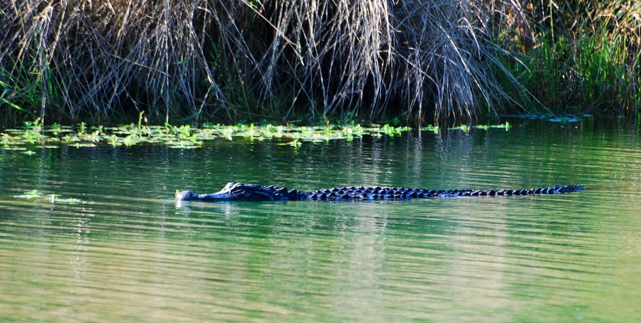 DSC_4606a.jpg - A few yards away, this guy was stalking the poor little Buffleheads.  But apparently they were well-practiced at avoiding him... they stayed in a group and kept their distance.
