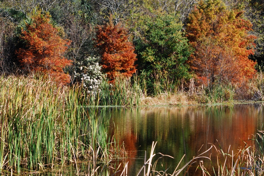 DSC_4616a.jpg - This is Osprey Pond.  There's also Ibis Pond and Wood Stork Pond.  I never did see any of the named birds at any of their respective ponds... maybe there's a lesson there, or perhaps it is just one of life's ironies that one should not waste a lot of time pondering.  Truth be told, it was pretty quiet all over the island, which I thought peculiar as all the signs said that most of the birds were year-round residents.  After walking about five miles, I only saw the birds in the previous photographs, plus a Snowy Egret, a Turkey Vulture and a few songbirds.  I was having a great time but was also a bit discouraged... I had hoped to see some storks and ibis, perhaps a few raptors.  It was starting to occur to me that there had actually been more birds back at the Disney Resort. Finally, around eleven I started heading back to the parking lot...