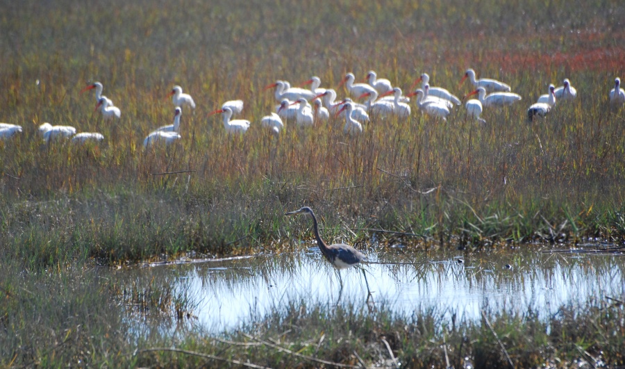DSC_4619a.jpg - ... but as I turned the corner that opened out onto the last salt marsh before the parking lot, there was a flock of at least two hundred White Ibis (and a few Tricolored Herons).  I was amazed.  I looked around to see if there was an approach that would get me to a closer shooting spot, without getting too wet.