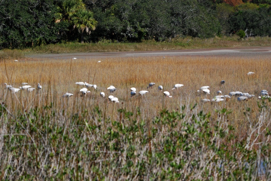 DSC_4624a.jpg - I managed to find a nice patch of brush on a slightly elevated mound, and there was a nice approach to it over some reasonably dry sand.  After I quietly made my way there and settled in, I was pleased to see that the Ibis actually seemed to be heading in my direction.