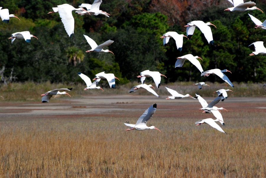 DSC_4629b.jpg - I fired off as many shots as I could, then reached in my pocket to see who the heck it was.  Damn, why didn't I shut the thing off?