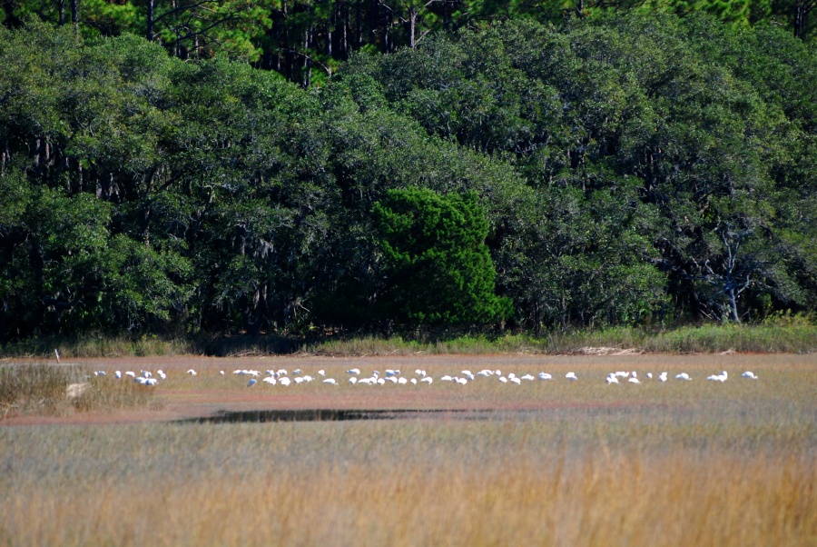 DSC_4634a.jpg - Part of the flock headed east and out of sight but about half the birds settled a few hundred yards away.  I spoke to my mother who had called to wish Beth a happy birthday.  I told her where I was and asked her to call Beth's cel, then started thinking about how I was going to get close to those birds again.  I had to get back pretty soon so whatever the strategy, it could not involve a lot of walking and stalking.