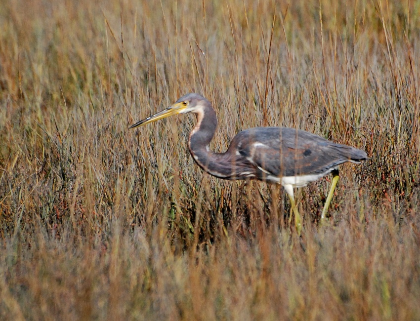 DSC_4643a.jpg - I shot a few heron photos as I pondered the ibis problem, then noticed that the whole flock was gradually making its way back to me.  What was the deal, was I standing on the prime hunting ground for snails or whatever it was they were feeding on?  OK, then, I'll just wait here.