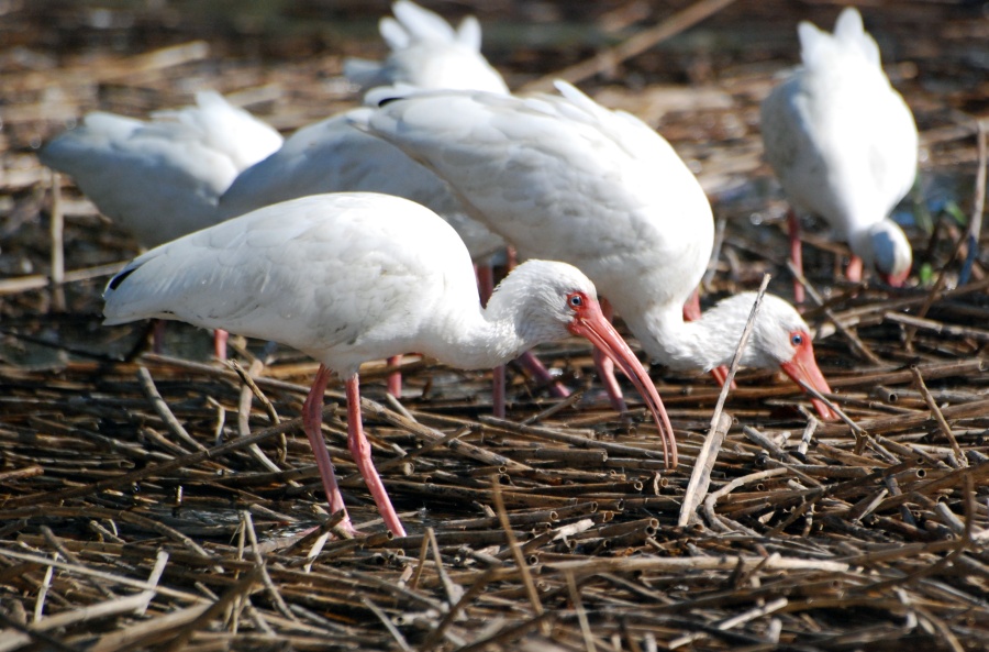 DSC_4668a.jpg - It took about twenty minutes but by being quiet and patient I soon found myself surrounded by ibis who were perfectly content to let me snap away while they stuffed themselves on whatever morsels were hiding under those reeds.