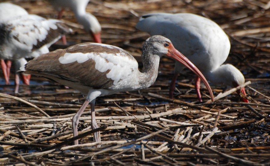 DSC_4671a.jpg - Here's one that I assumed to be a different variety but the field guide identified him as a youngster.