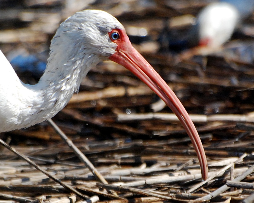 DSC_4692a.jpg - I am not sure how these beaks of theirs work... somehow they are sensitive enough that the bird can drive it down between the reeds and mud, all the way up to his head, and still manage to find what he's looking for.