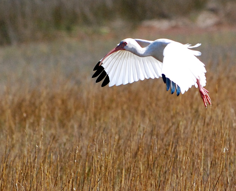 DSC_4702a.jpg - These birds are beautiful in flight, with their crisp black wingtips.  They were delightful to watch and a joy to photograph and I could easily have stayed there all day.  But I had to get back so after a few more shots, I headed to the van a very happy person.  As has happened on many shoots in the past, just as I begin to get discouraged, something very nice will happen.  Maybe one of these days I'll learn.