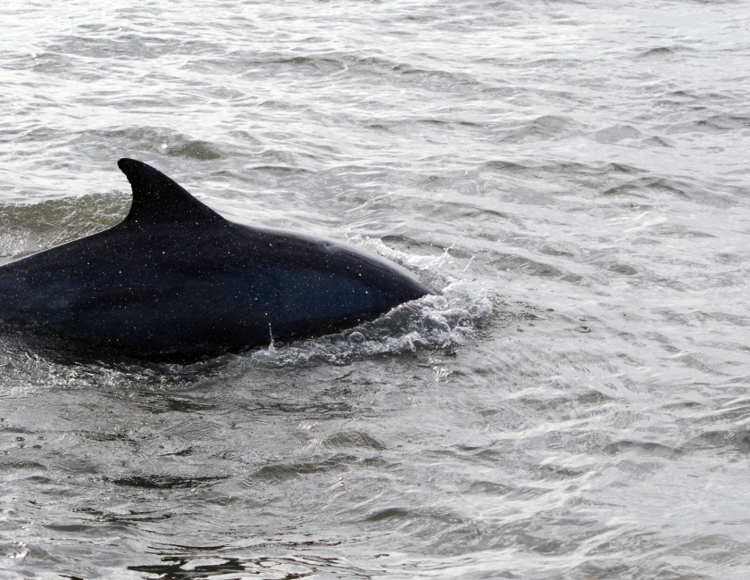 DSC_4724a.jpg - The Dolphin Cruise was great, especially since I had not been on a boat in several decades.  The dolphins were fun to watch but tough to photograph... they only stayed on the surface for an instant, and only once or twice did they come this close to the boat.