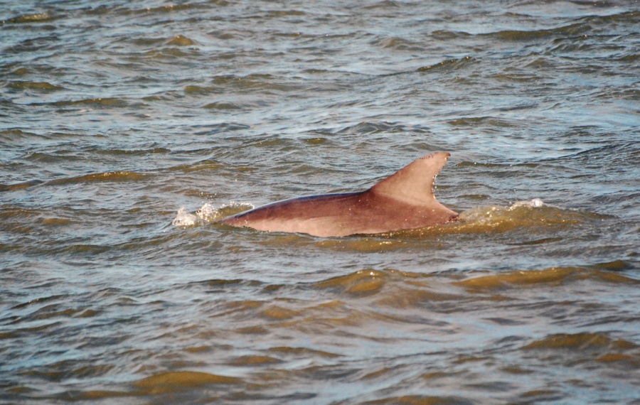 DSC_4739a.jpg - I finally ended up getting about five or six good shots in a row by just holding the camera at chest level and pointing it wherever I was looking, then firing whenever I saw a dolphin surface.  Peering thru the viewfinder was too restrictive, and there sure as heck wasn't enough time to aim.