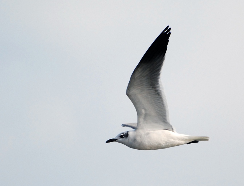 DSC_4746a.jpg - Laughing Gull.  Doesn't look like he has much of a sense of humor, but he does look like he's wearing glasses.