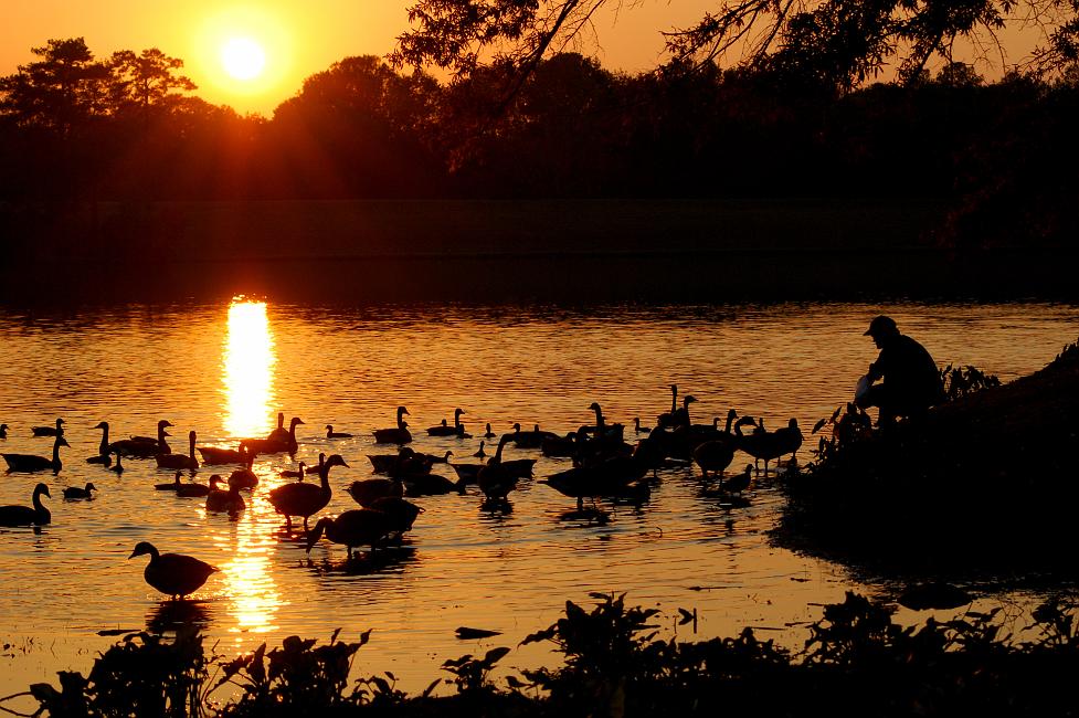 DSC_3873a.jpg - Man feeding Geese, Cooper Creek Park