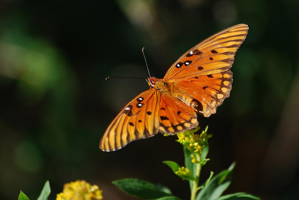 DSC_3966a.jpg - Gulf Fritillary, Oxbow Meadows