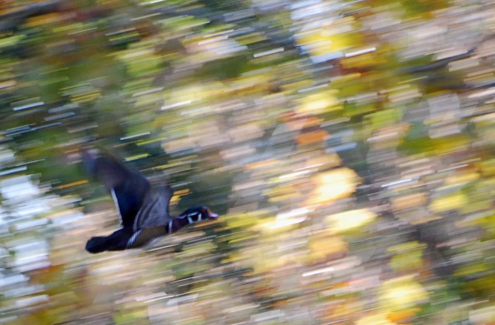DSC_4033a.jpg - Wood Duck