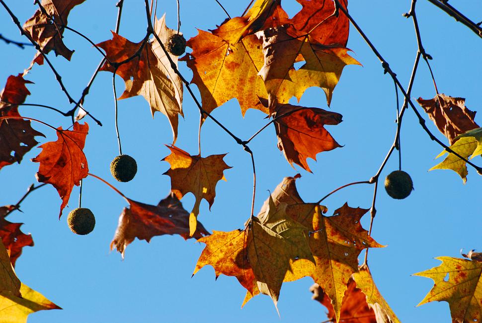 DSC_4042a.jpg - Fall leaves at Oxbow Meadows