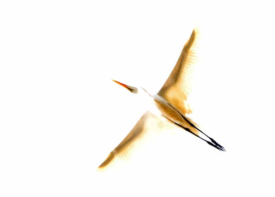 DSC_4137a.jpg - Great Egret.  Overexposed image manipulated in Photoshop