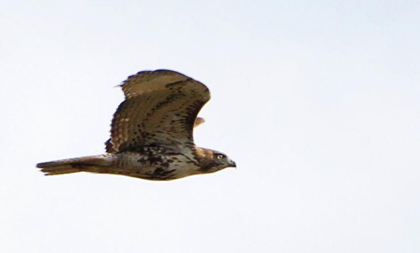 DSC_4183a.jpg - Red Tailed Hawk
