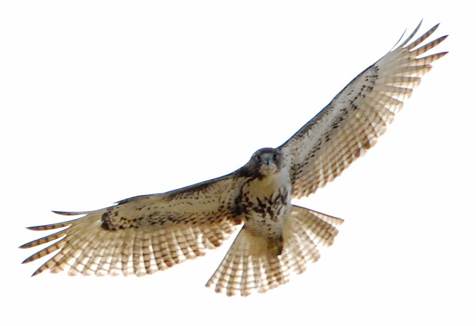 DSC_4185a.jpg - Red Tailed Hawk