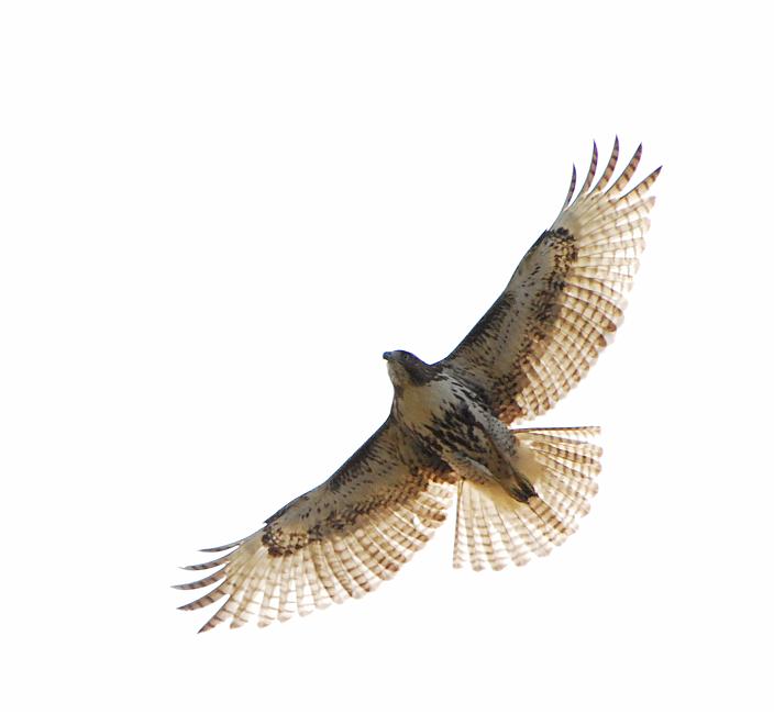 DSC_4187b.jpg - Red Tailed Hawk