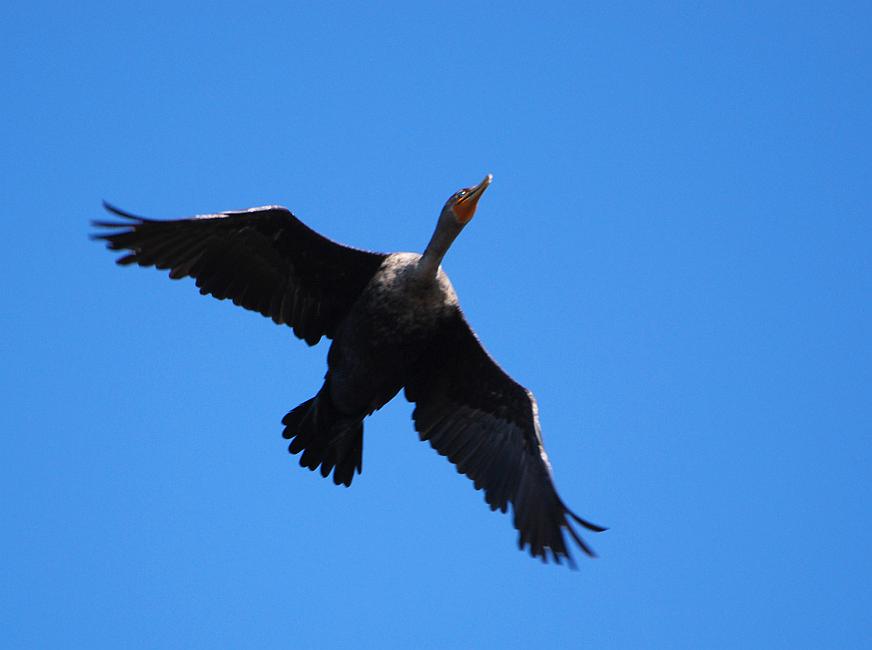 DSC_4310a.jpg - Cormorant