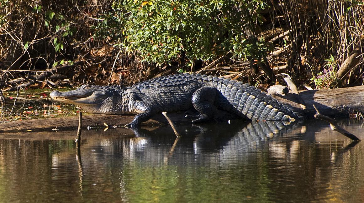 DSC_4371a.jpg - Alligator, Oxbow Meadows