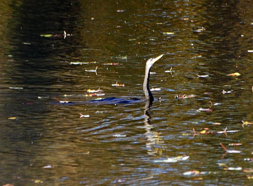 DSC_4204a.jpg - I was mainly there to scout the Wood Ducks so I found a sheltered spot and sat down with my shoulder against a tree and everything but my head behind a small shrub.  As soon as I got settled the action started.  It was like  watching the troops in review at the old May Day displays in Red Square... the critters made their appearances one after another as if on cue, and I got a shot of each one. Some of the shots didn't come out very well since I was too far away, but still, it was exiting to see such a variety in such a short span of time.  First, this Anhinga swam by.