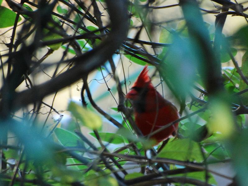 DSC_4207a.jpg - Then a Cardinal landed in the tree right beside me and was so busy arguing with another Cardinal back up the hill behind me that he didn't even know or care that I was there.