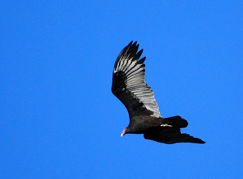DSC_4215a.jpg - These guys are pretty common around here.  But they usually maintain some altitude... I don't often see them this low.