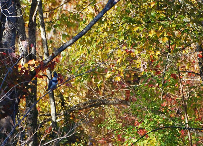 DSC_4219a.jpg - Then a Kingfisher landed in a tree across the lake... I got off a couple of blurry shots, then watched him for a while, hoping he'd take a dive in the water.  Instead, he lit out for the far end of the lake.