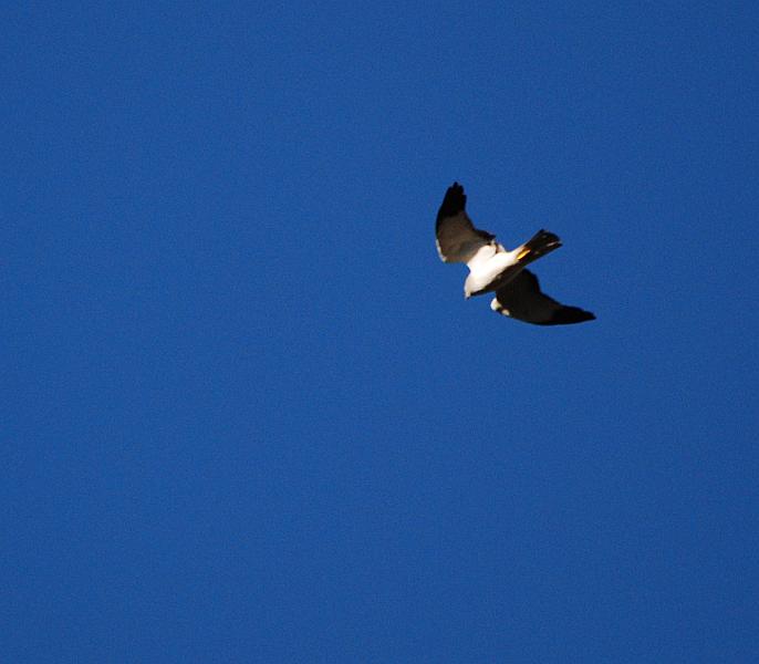 DSC_4228a.jpg - This fellow had me really confused... couldn't find anything like him in my field guide.  The closest match I could find was a Northern Harrier (maybe a juvenile?).  A few months later, a local expert confirmed this.