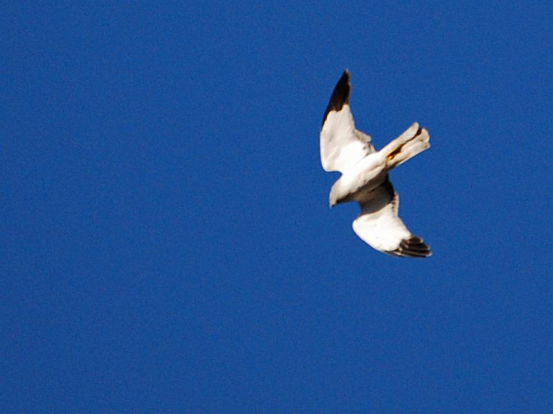 DSC_4231b.jpg - Another view of the Northern Harrier.  Notice the way he has folded his outer tail feathers around his feet to improve air flow.