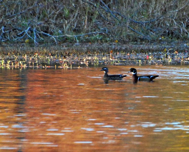 DSC_4248a.jpg - Gradually one couple moved a bit closer but still too far to get any good shots.
