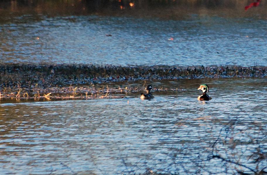 DSC_4251a.jpg - Those bright red eyes are a little spooky, especially when the sun hits them just right.