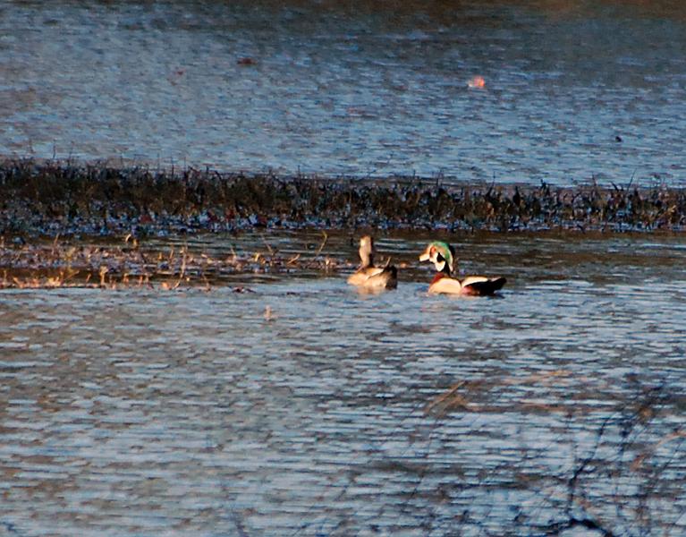 DSC_4253a.jpg - These birds are really beautiful. But I can see it is going to be hard getting any close-in shots of them... they have good eyesight, good hearing, and are very fast.