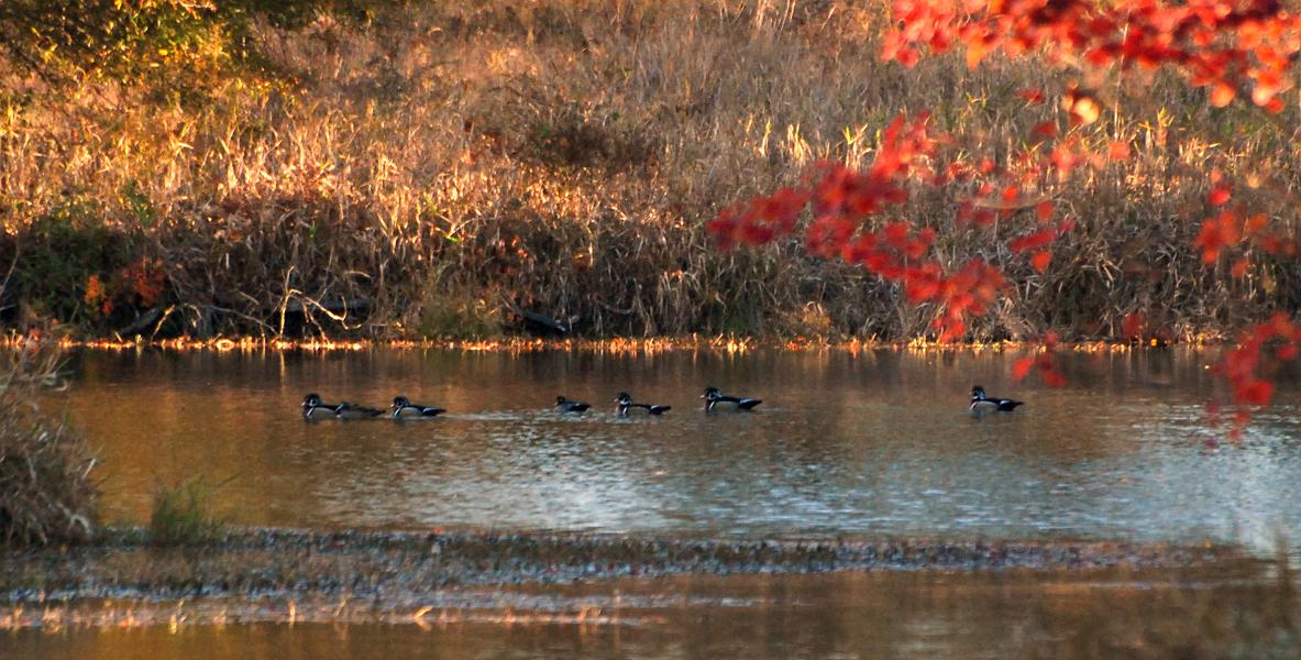 DSC_4267a.jpg - Then the wood ducks came out... at least five males.  I fired off a shot and though they were over on the other side of the lake, they heard the camera and took off.  At least I think it was the camera, maybe it was coincidence. They settled down further off in the distance, where I took this shot.