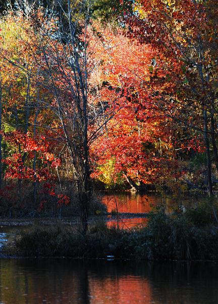 DSC_4269a.jpg - It was almost time to go back to work so I grabbed one more tree shot, then decided to take a different route back to the car, to scout the north side of the lake which I hadn't seen yet.