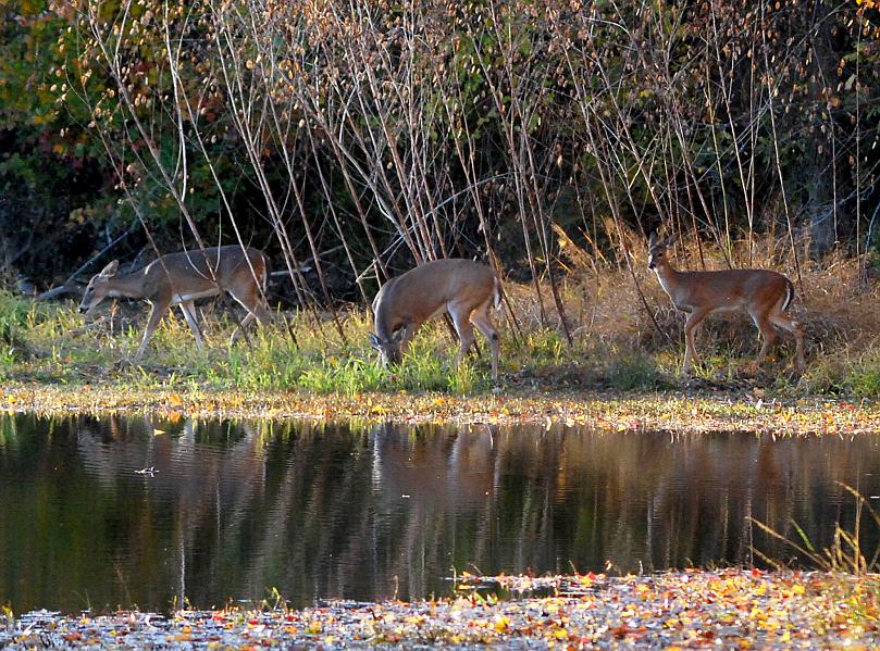 DSC_4278a.jpg - I stayed there for a few more minutes until they went back in the woods.  What an experience!  I've see quite a few deer in my life, but this is the first time I actually had a camera in my hands.