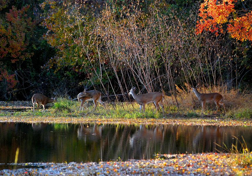 DSC_4279a.jpg - Three more deer came out of the woods to drink.  They perked up at the sound of my camera but didn't run away.