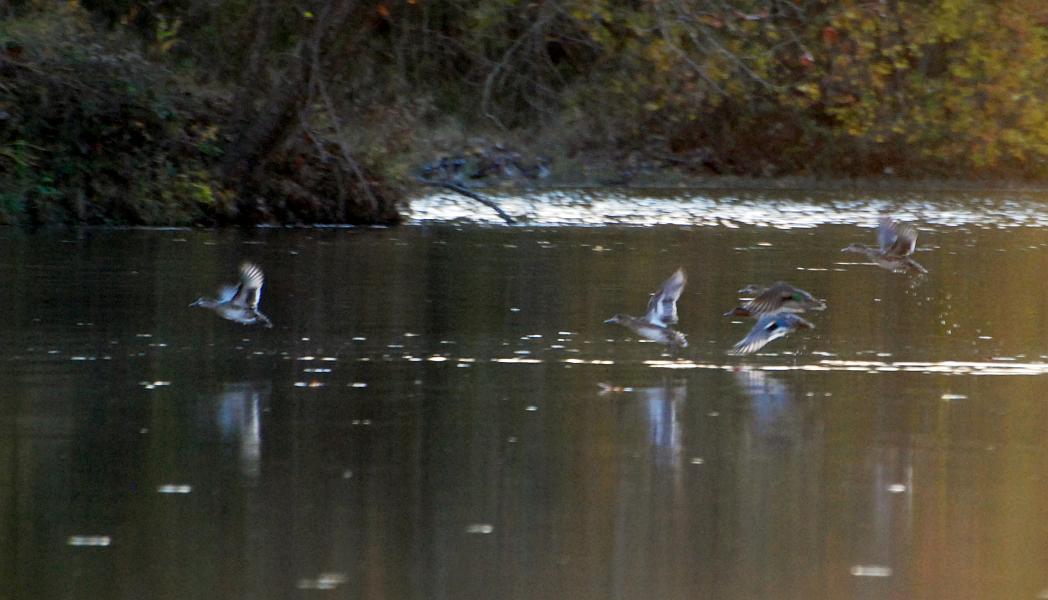 DSC_4285a.jpg - I turned to head back to the car, not being so careful about my noise level... this flushed some birds off the water so I fired off a quick shot, in case they might be the Wood Ducks.  Nope, Mallards this time. What a day... nine different varieties of birds, plus four deer.  Total time, about an hour. 