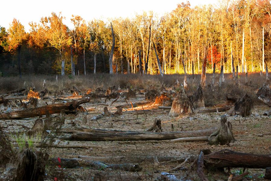 DSC_4287a.jpg - The easiest route to the north side of the lake went thru some dense woods and brambles, then opened out on an adjoining lake, now dried up because of the drought.