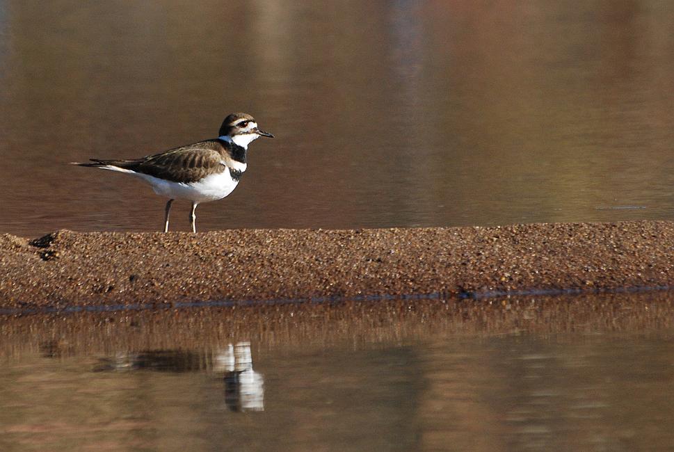 DSC_4963a.jpg - There are several dams along this part of the river and scheduled water releases cause many small islands to appear and disappear each day.  The birds love them because fresh snails and other delicacies appear out of nowhere.