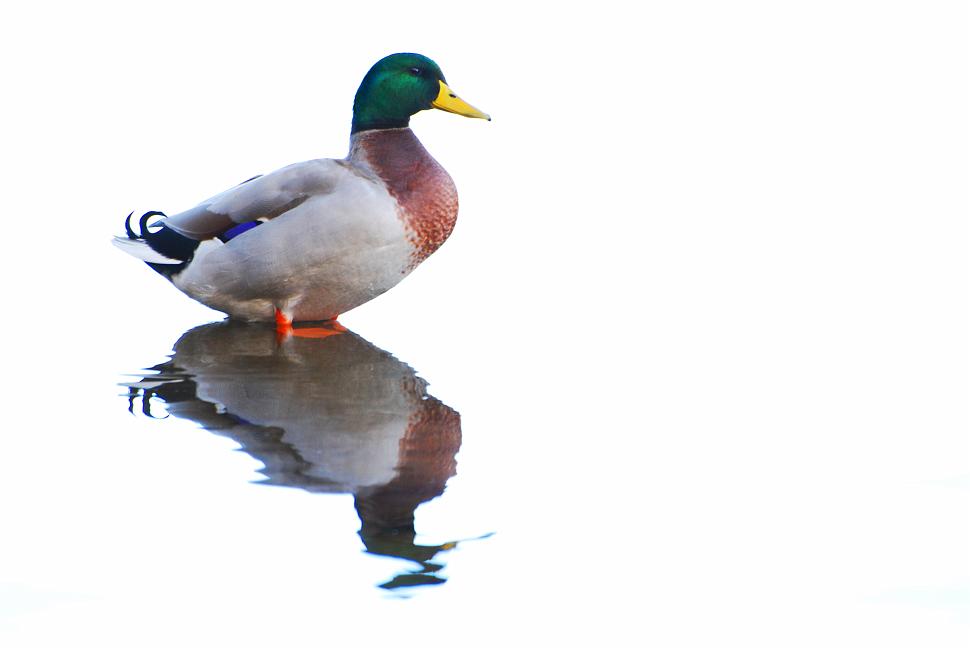 DSC_4979b.jpg - This mallard was shaded by some trees but the water was reflecting a very bright sky.  Taking a meter reading off the bird caused the water to be overexposed.