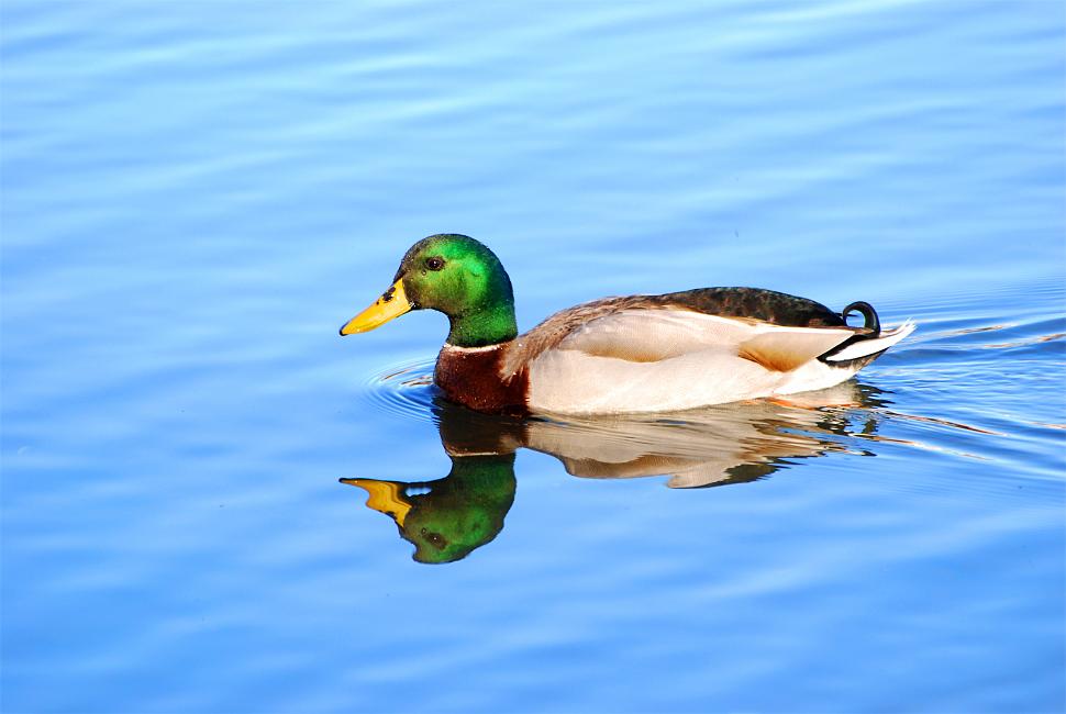 DSC_4991a.jpg - Another mallard, this one in bright sun.