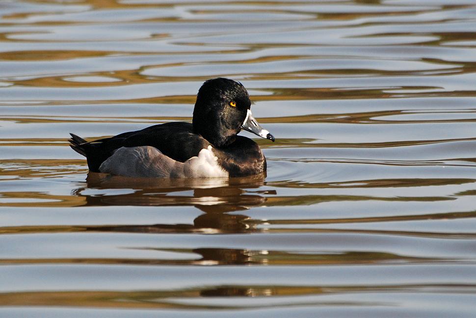 DSC_5107a.jpg - This Ringneck Duck does not seem to have much of a ring around his neck, even when he stretches it out.  I wonder why they didn't name him the Ringbilled Duck, that feature is certainly more prominent.