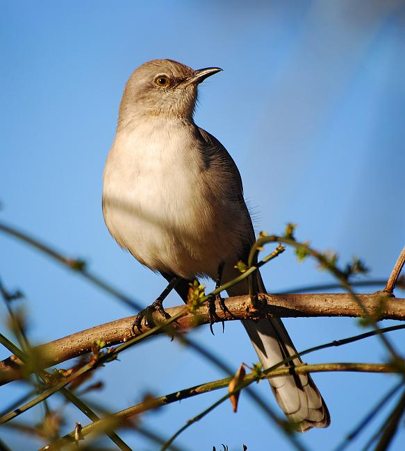 DSC_5464a.jpg - Beth has been wanting some bird feeders in the back yard and this year we finally put some up.  First visitor was a mockingbird that my wife named "Scout."  She was pretty fond of him for about a week until other smaller birds started showing up and when she found out what a bully Scout was she got over him quick.