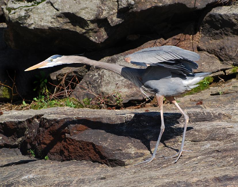 DSC_6312a.jpg - Ballet practice, I guess.