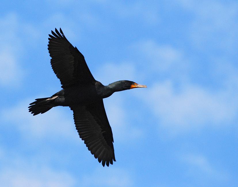 DSC_6369a.jpg - Back at the Riverwalk, the Cormorants like to cruise up and down the river when they are not hanging out in large groups on the rocks and in trees.