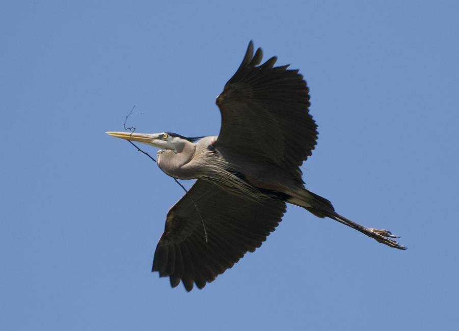 DSC_7057a.jpg - This is a more typical flight posture for the heron.  I'm not sure if this is to reduce wind resistance or if it is just more comfortable.