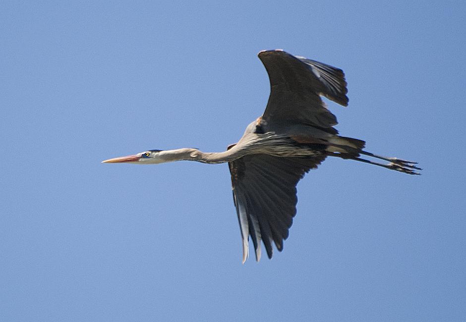 DSC_7128a.jpg - Heading back out for more twigs.  These birds would fly off in all directions, often circling around once or twice before approaching the nest.  This photo showing the bird's neck extended is somewhat unusual... more often they prefer to fly with their necks curled back tightly against their bodies.  These are rather imposing yet delicate birds.  They typically stand four feet tall and have wingspans approaching seven feet.  Yet for all that, they seldom weigh more than eight pounds.
